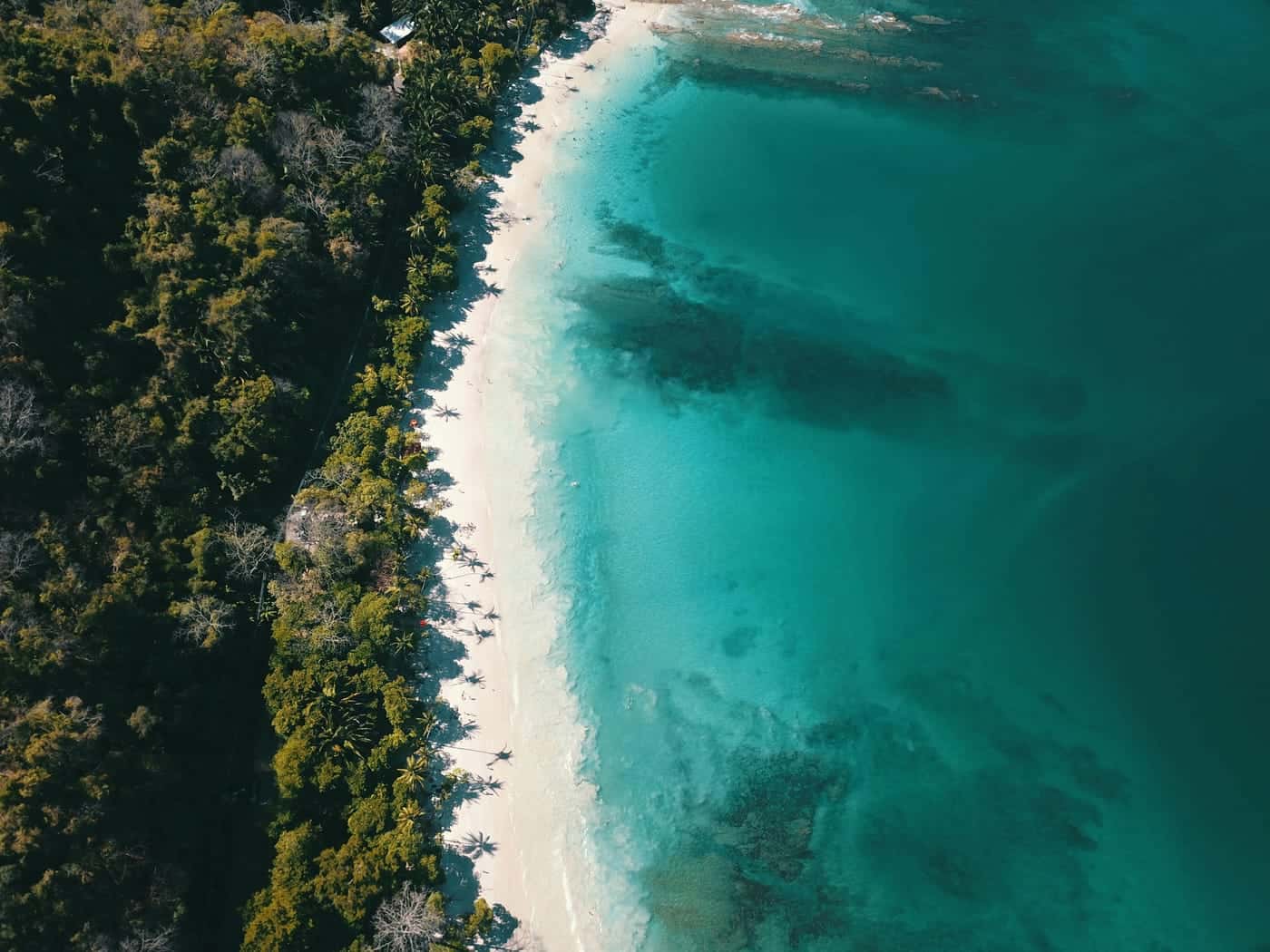 The Caribbean